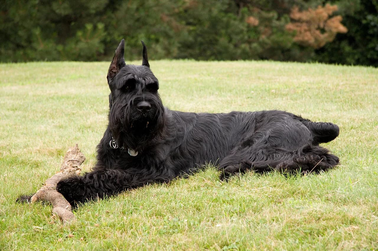 A black Giant Schnauzer resting on grass and looking toward the camera.