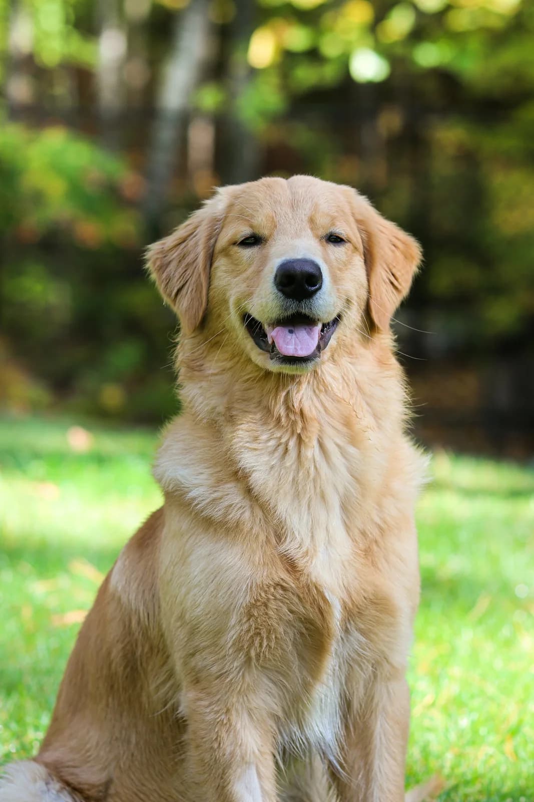 Golden Retriever facing the camera with a golden feathered coat against a softly lit green background.