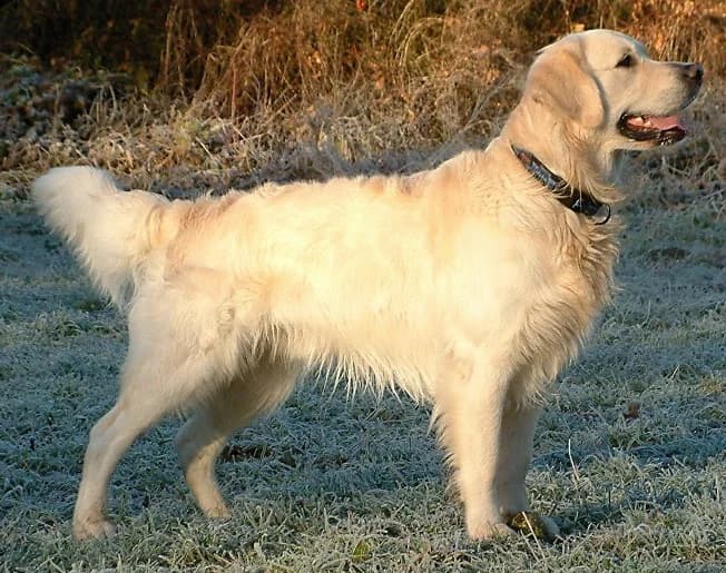 Golden Retriever standing outdoors in profile, with a golden feathered coat and tail.
