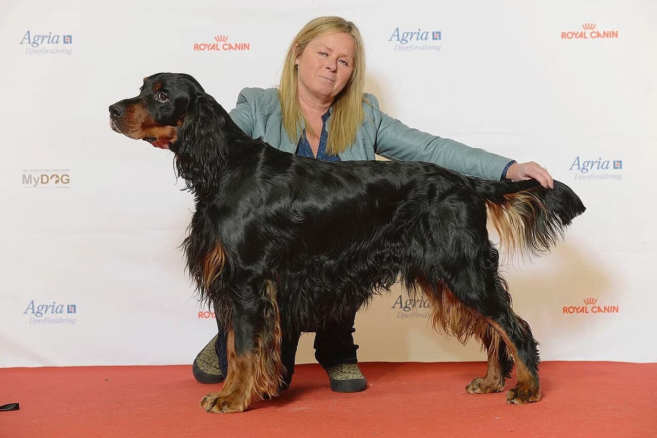 Gordon Setter in a breed-specific portrait.