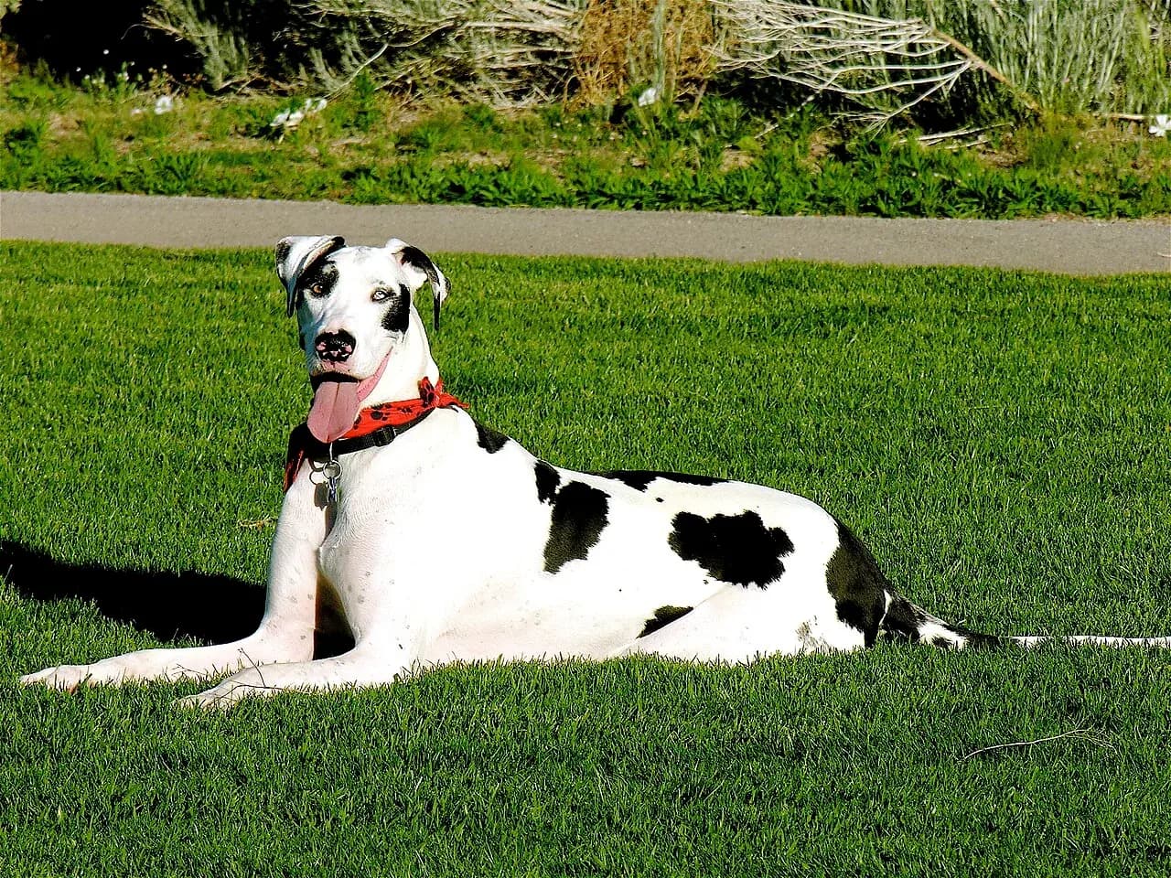 Great Dane in a breed-specific portrait.