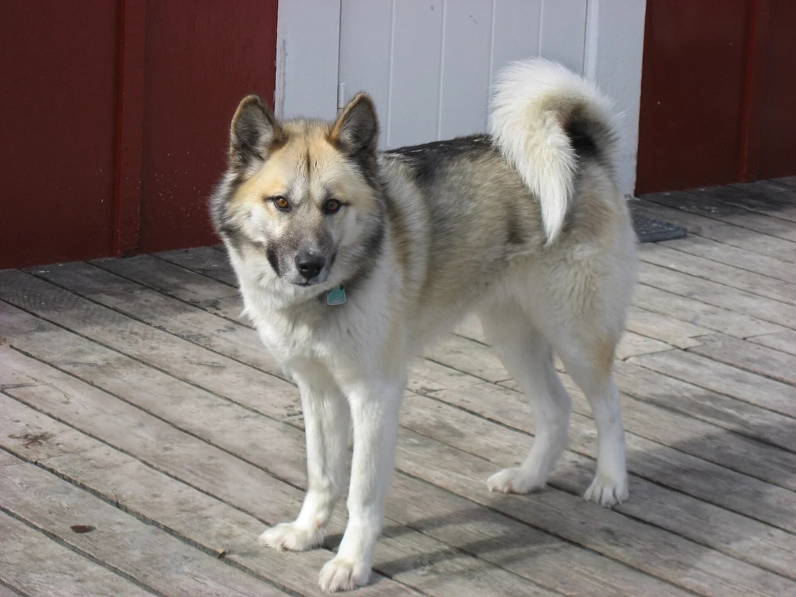 Greenland Dog standing on a wooden deck and looking toward the camera.