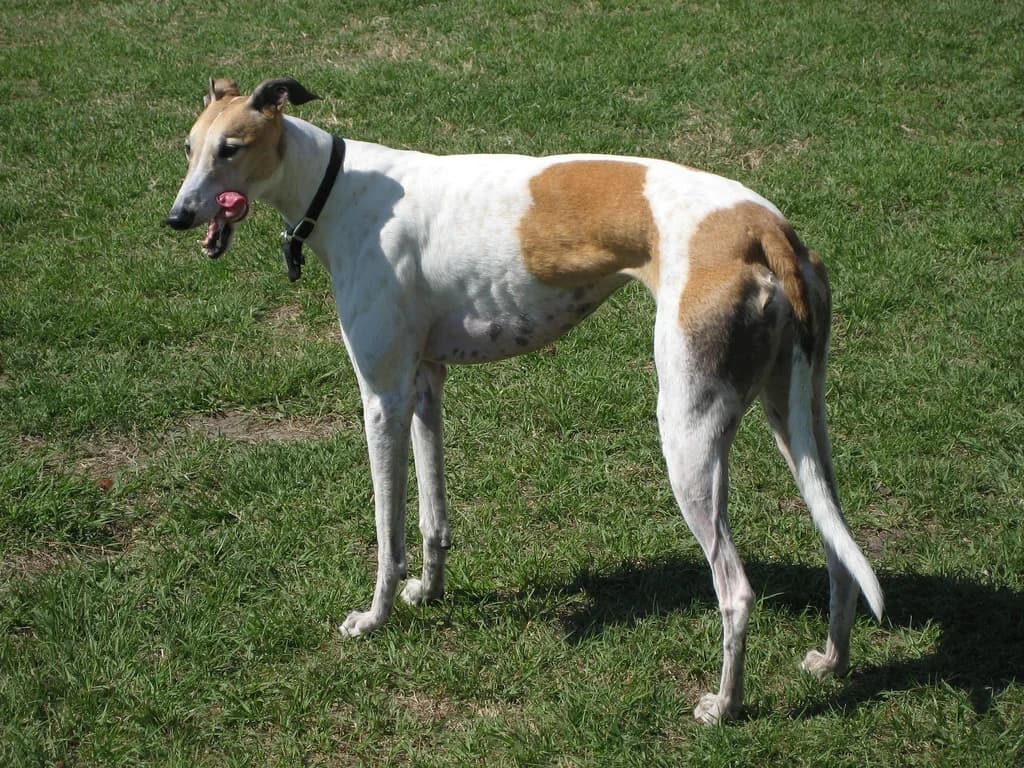 White-and-fawn Greyhound standing outdoors on grass.