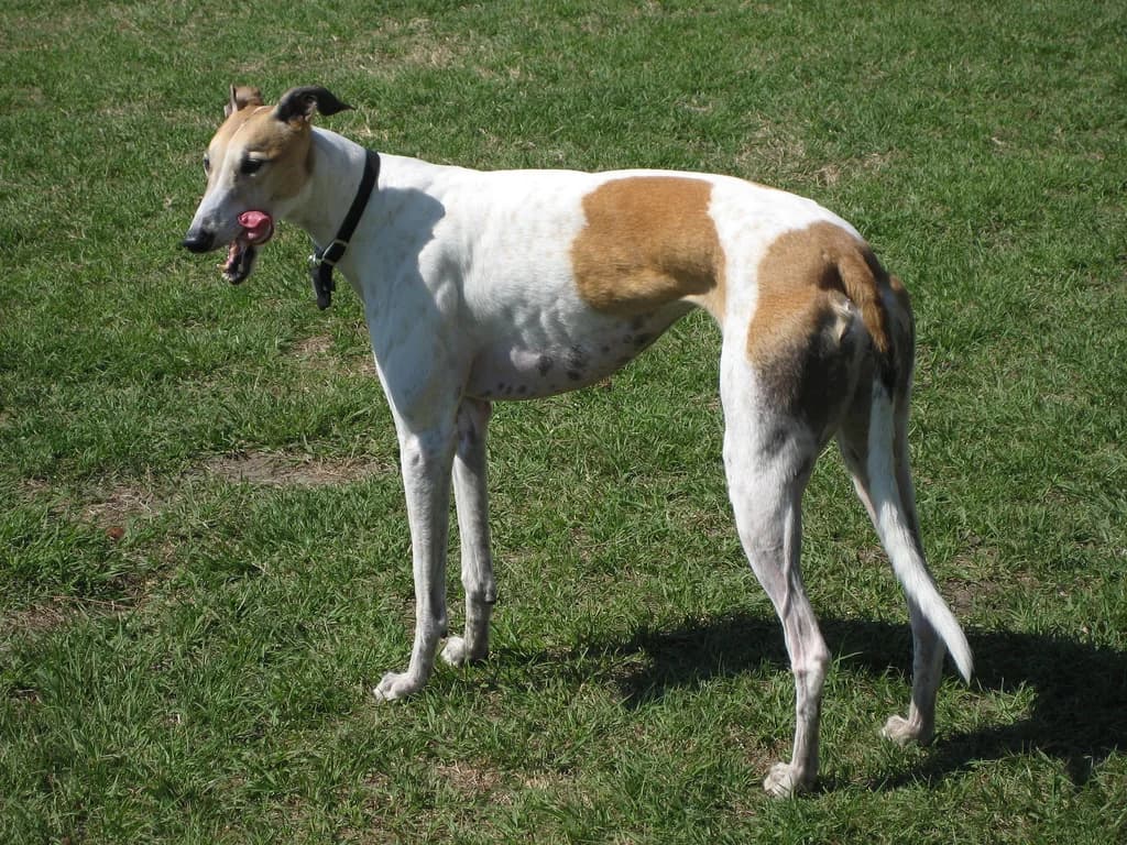 Grace, an adult female Greyhound, standing on grass with a white-and-fawn short coat.