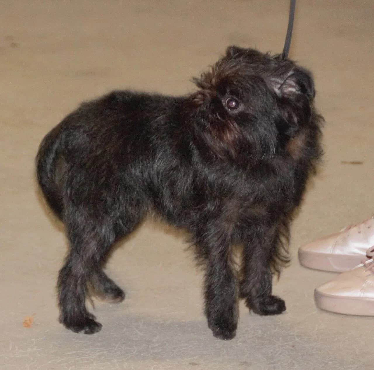 A black rough-coated Griffon Belge standing at a breed show.
