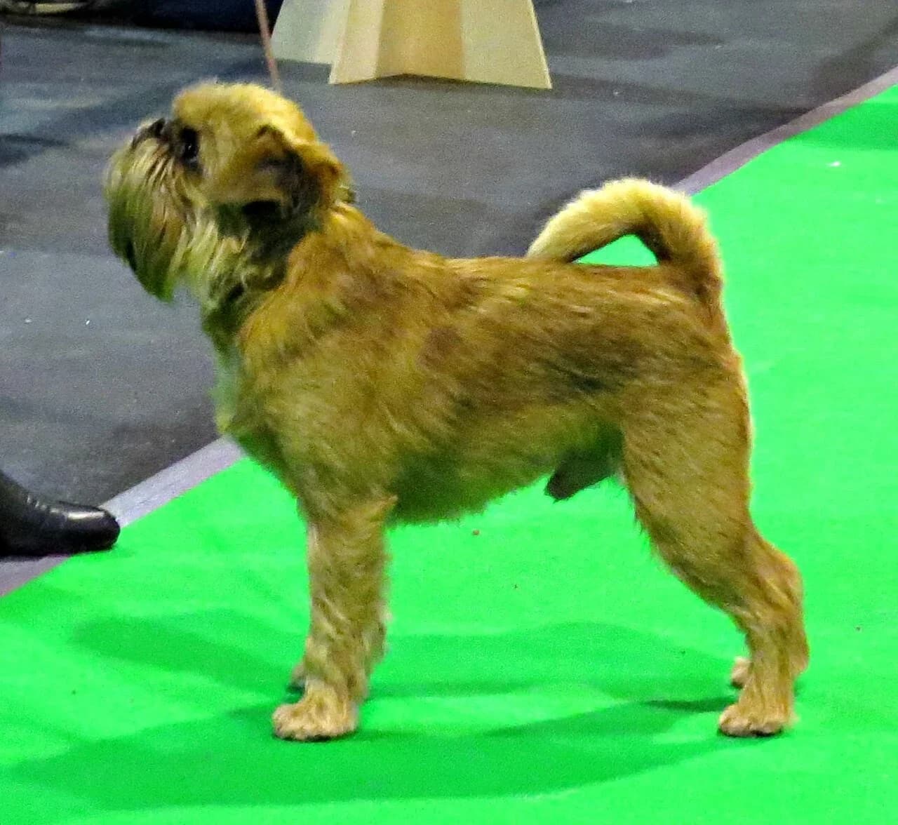 A red rough-coated Griffon Bruxellois standing at a breed show.