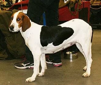 halden hound photographed with its breed characteristics clearly visible