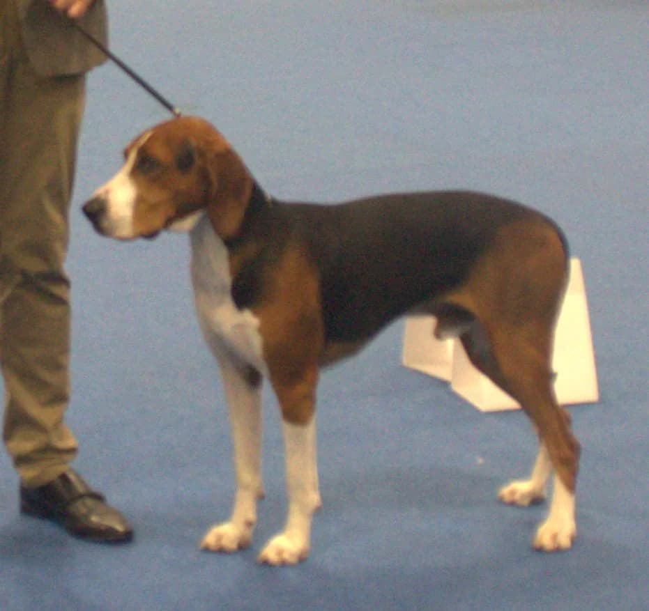 hamiltonstovare photographed with its breed characteristics clearly visible