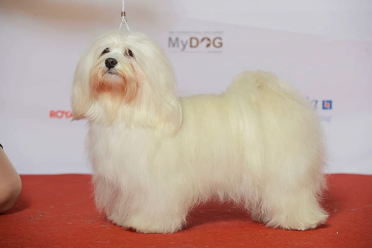 Havanese in a breed-specific portrait.
