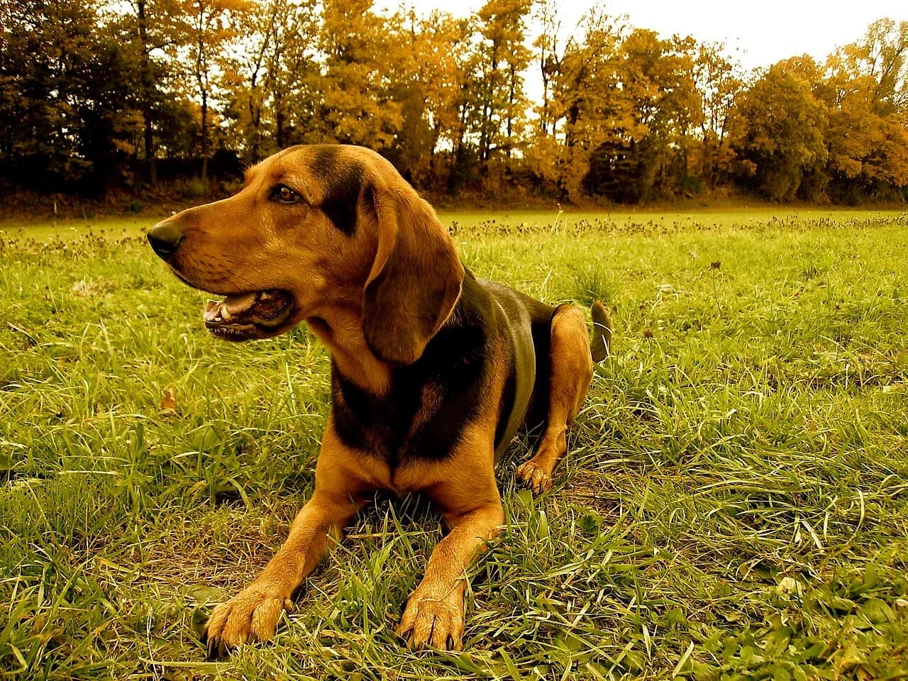 Hellenic Hound in a breed-specific portrait.