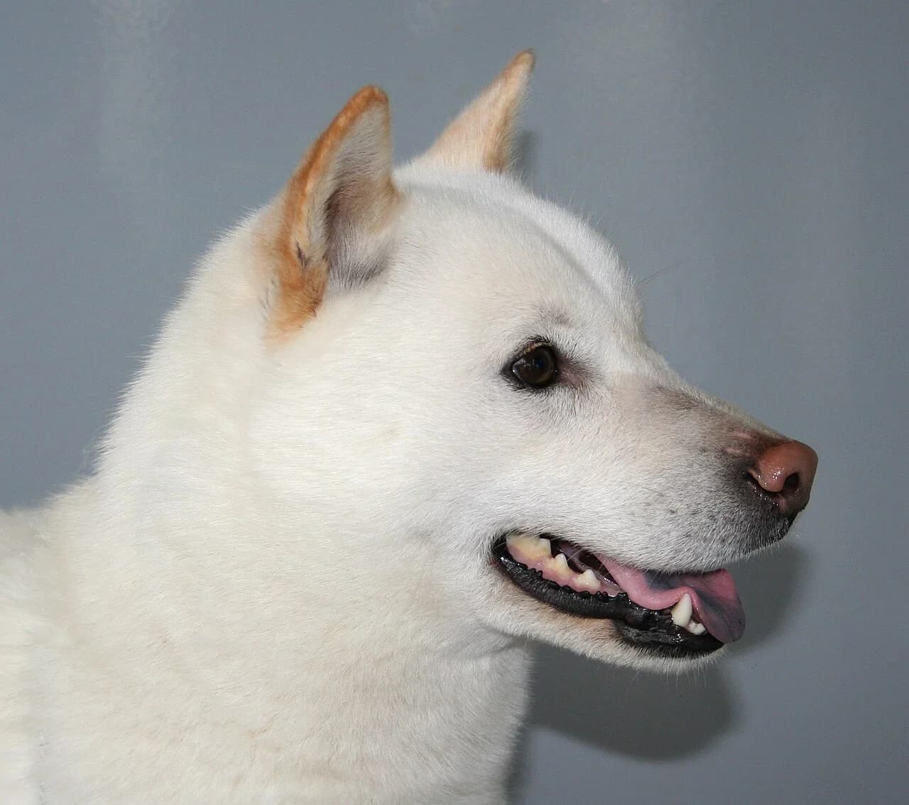 Hokkaido in a breed-specific portrait.