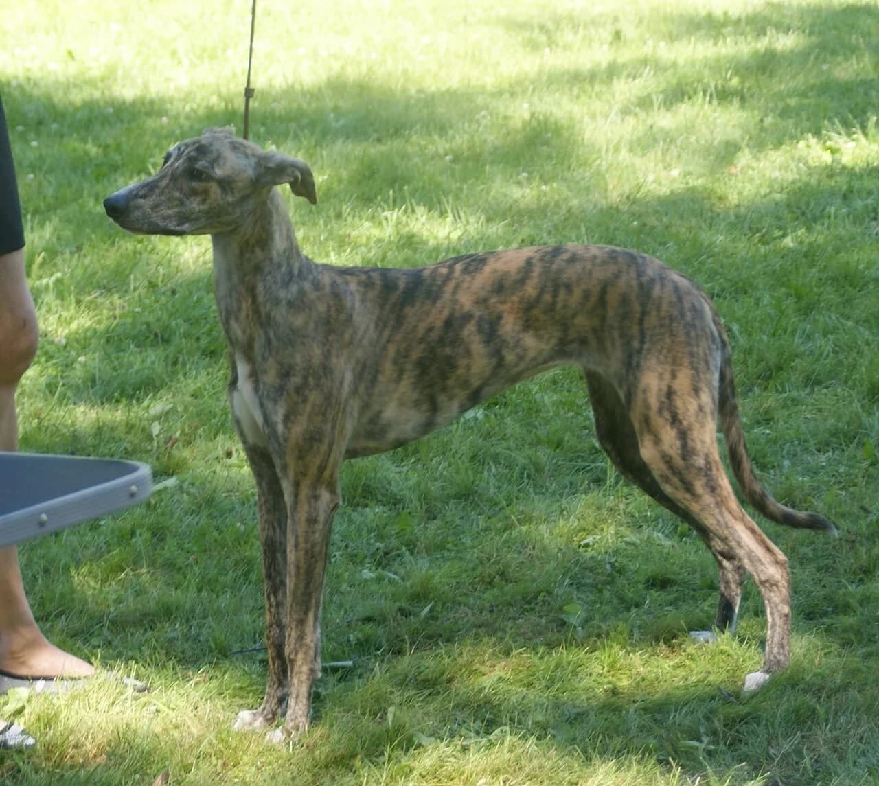 Hungarian Greyhound in a breed-specific portrait.
