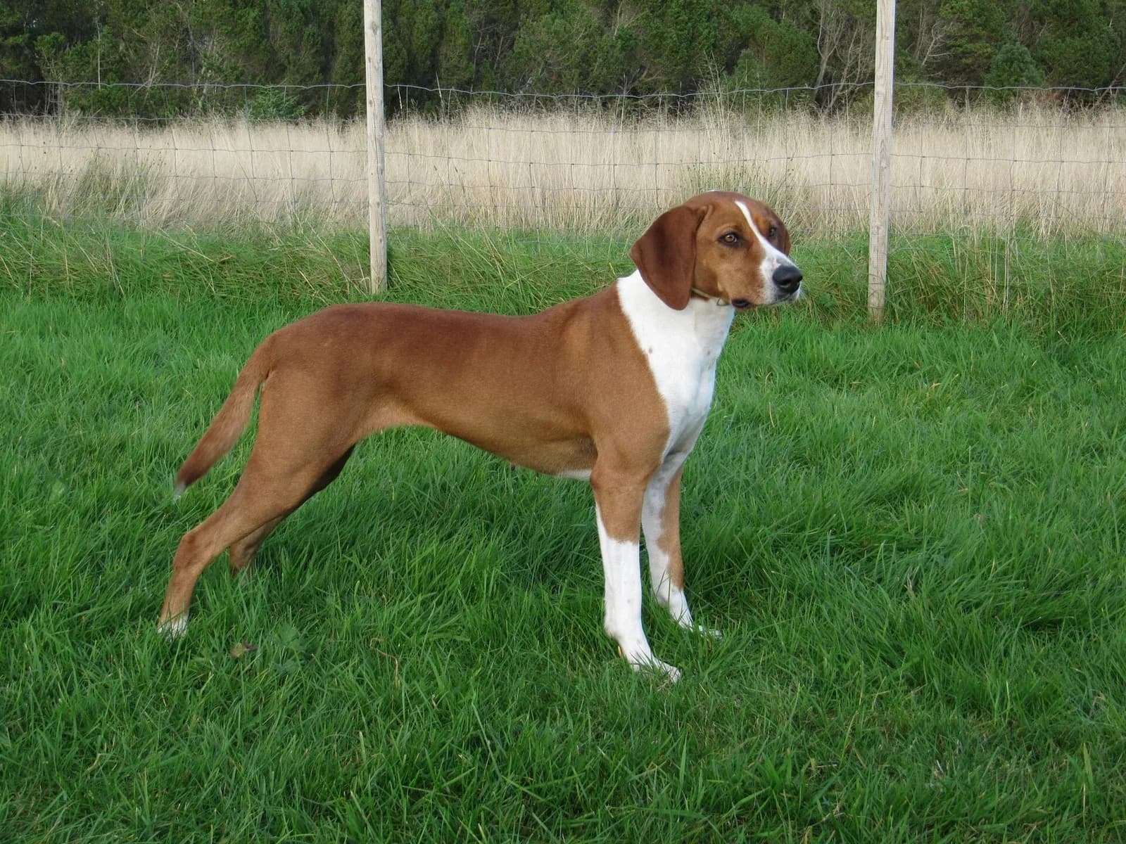 Red-and-white Hygen Hound standing on a green lawn.