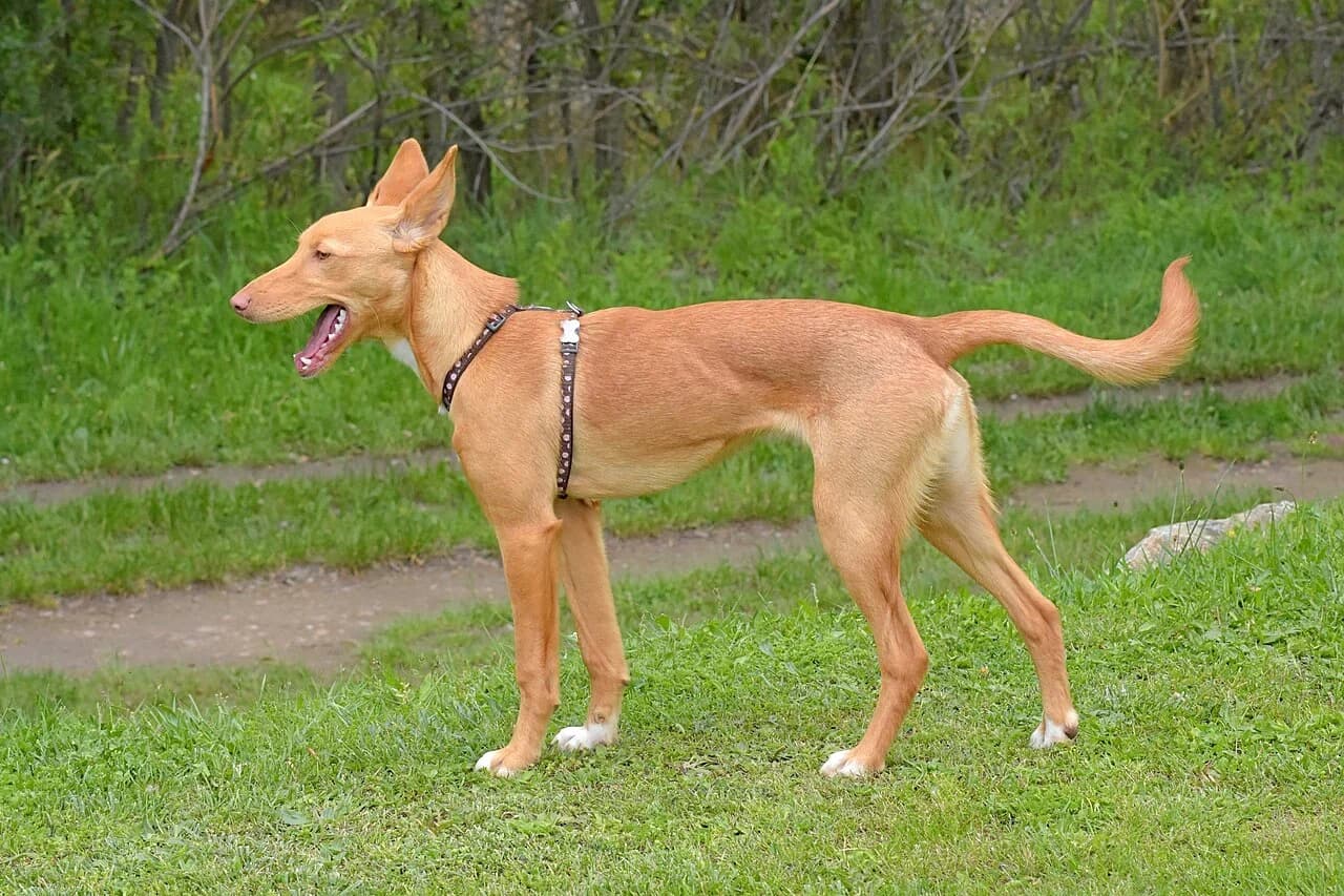 Ibizan Podenco in a breed-specific portrait.