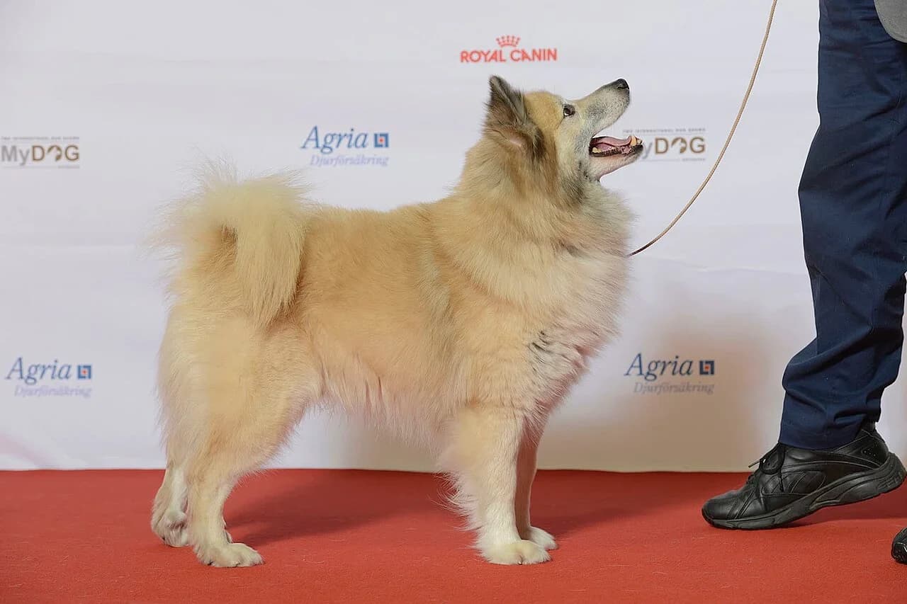 Icelandic Sheepdog in a breed-specific portrait.