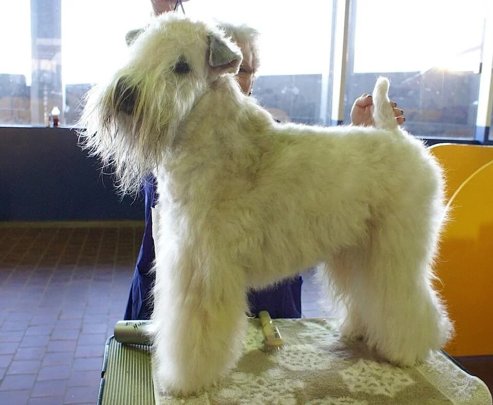 An Irish Soft Coated Wheaten Terrier groomed for Westminster.