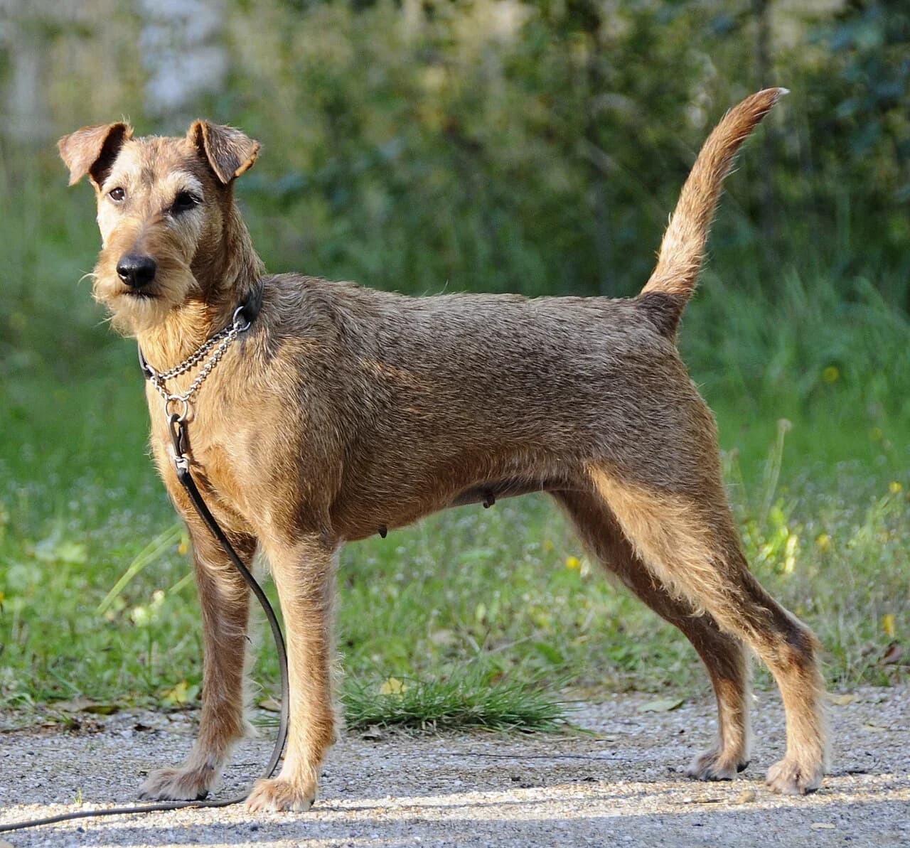 Irish Terrier in a breed-specific portrait.
