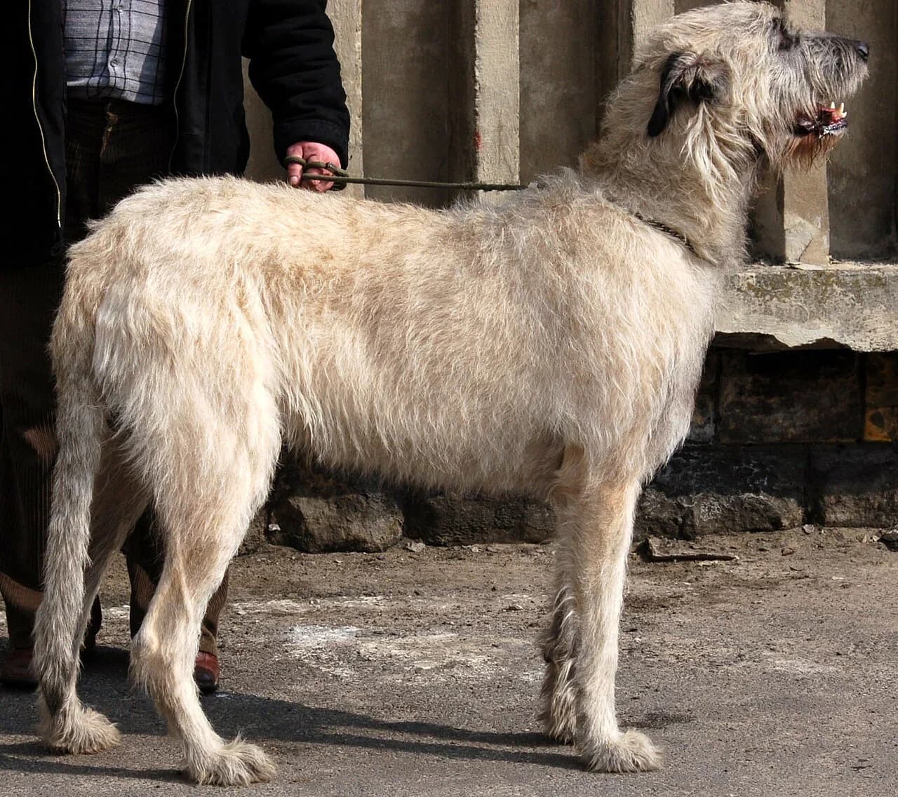 Irish Wolfhound in a breed-specific portrait.