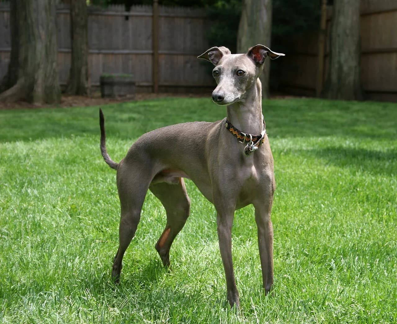 An Italian Greyhound standing on a green lawn.