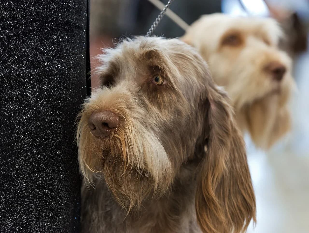 Italian Spinone in a breed-specific portrait.