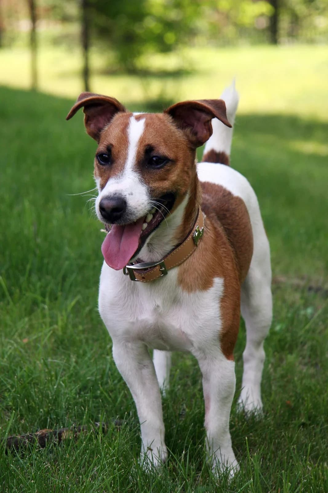 Smooth-coated Jack Russell Terrier sitting on a lawn with a white-and-tan coat.