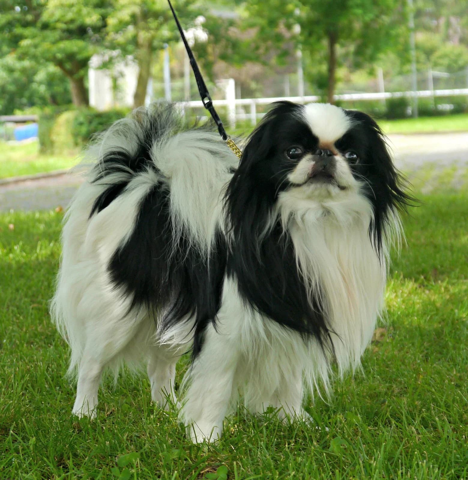 Black-and-white Japanese Chin standing on a green lawn.