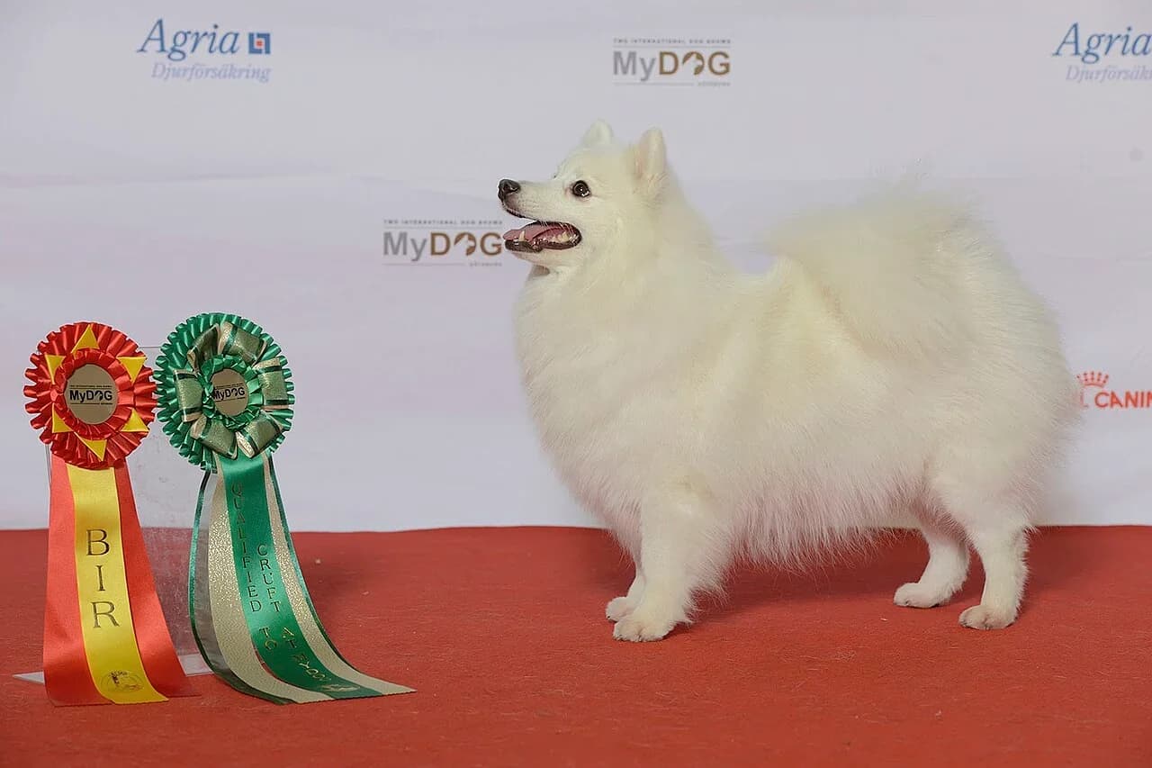 Japanese Spitz in a breed-specific portrait.