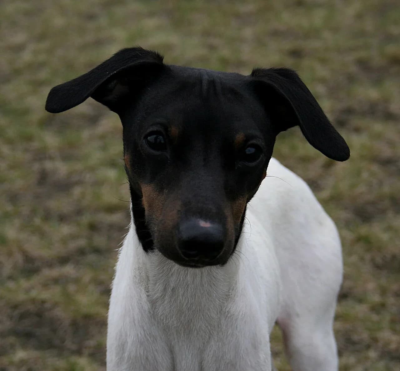 Japanese Terrier in a breed-specific portrait.