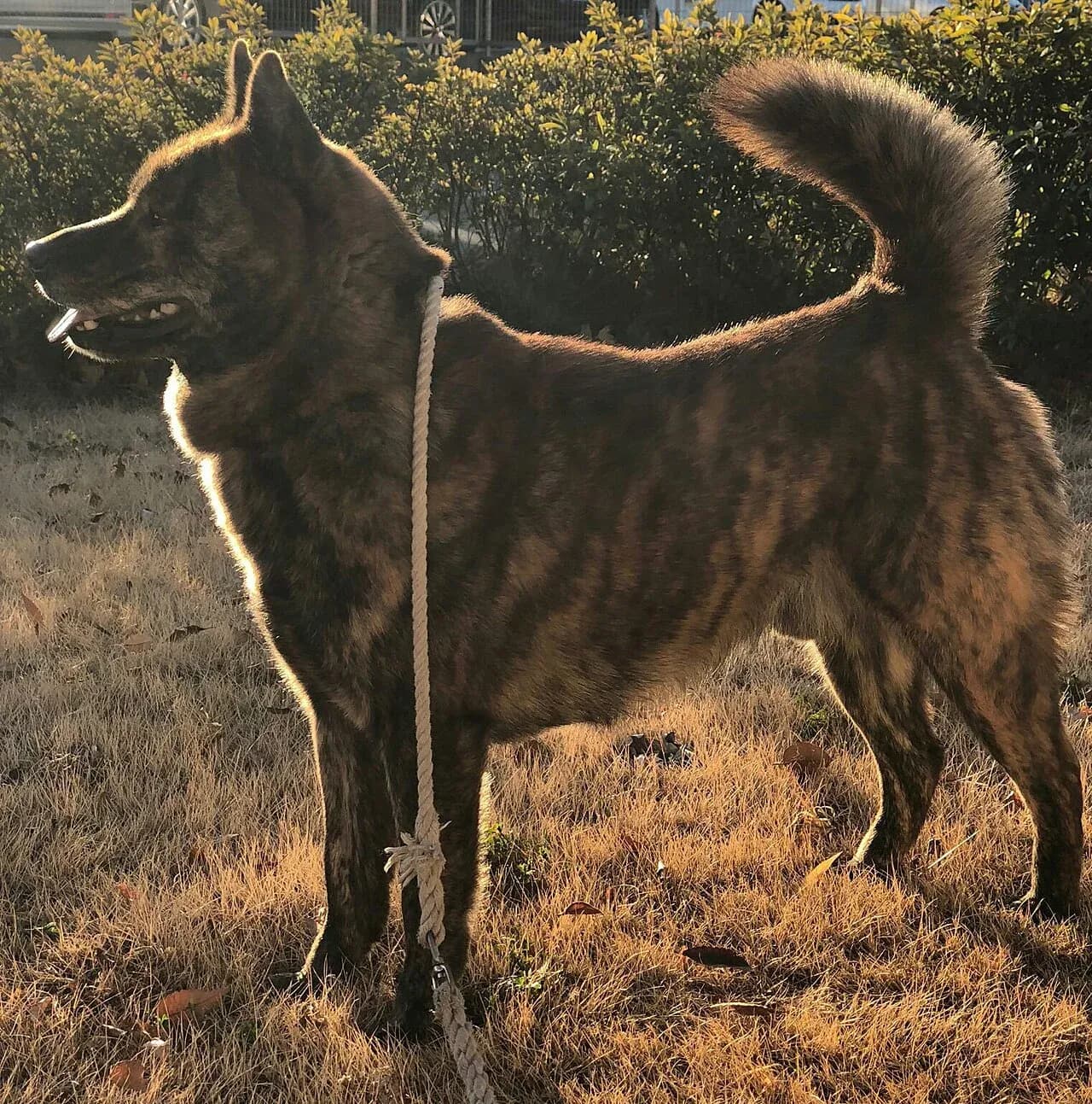 Kai in a breed-specific portrait.