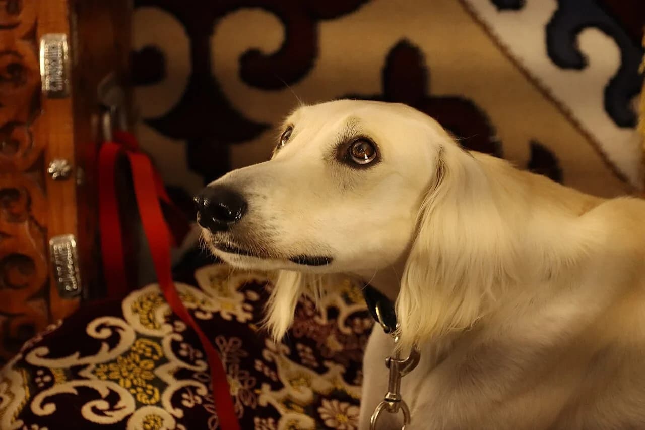 Kazakh Tazy in a breed-specific portrait.