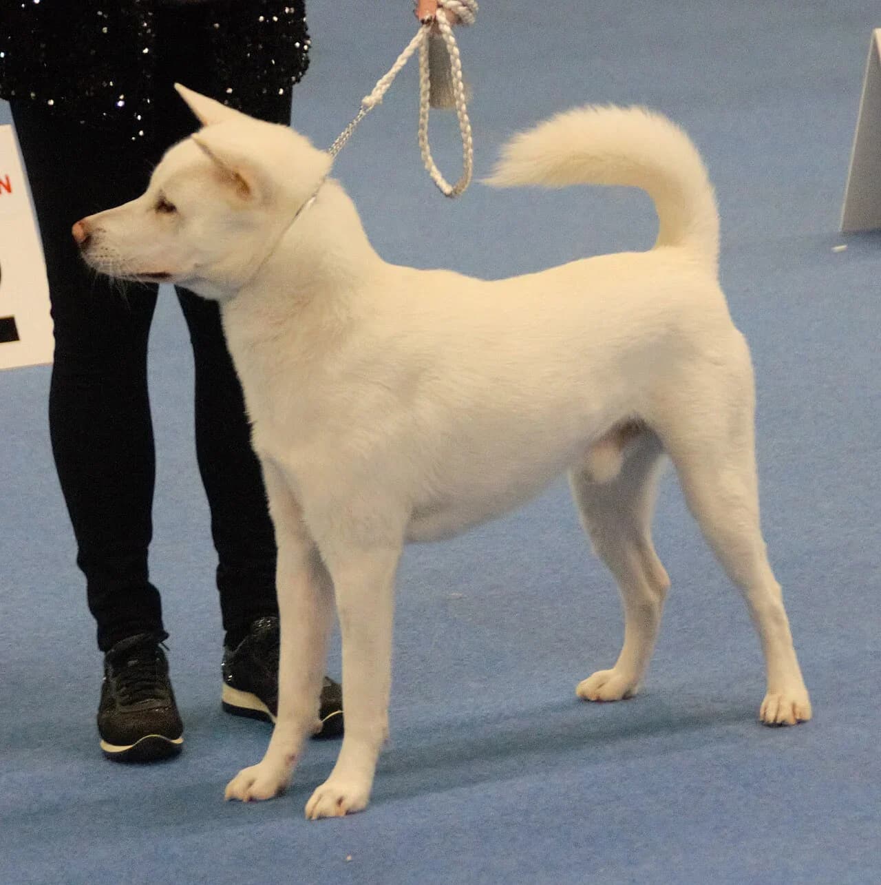Kishu in a breed-specific portrait.