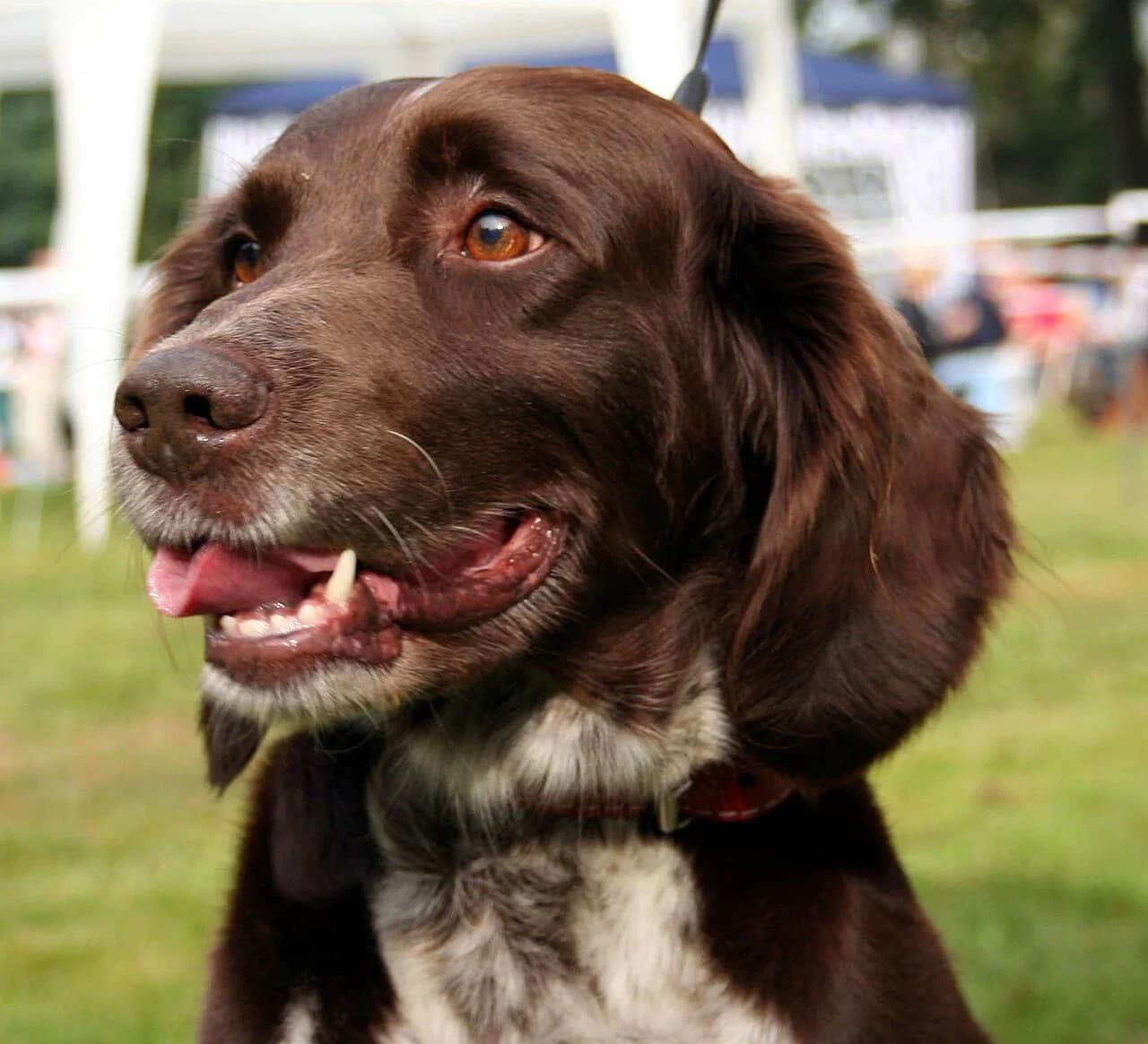 Kleiner Münsterländer in a breed-specific portrait.