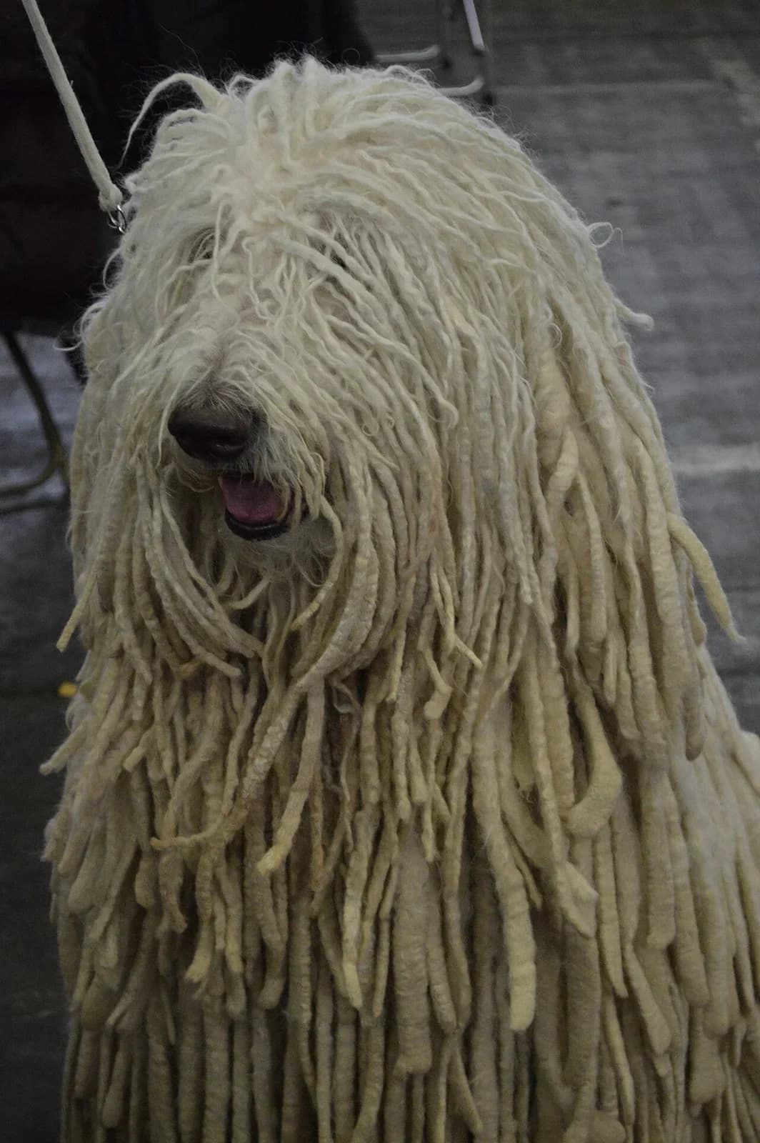Komondor in a breed-specific portrait.