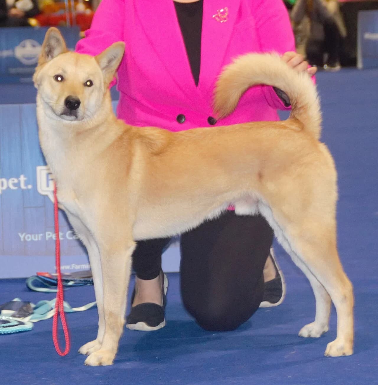 Korea Jindo Dog in a breed-specific portrait.