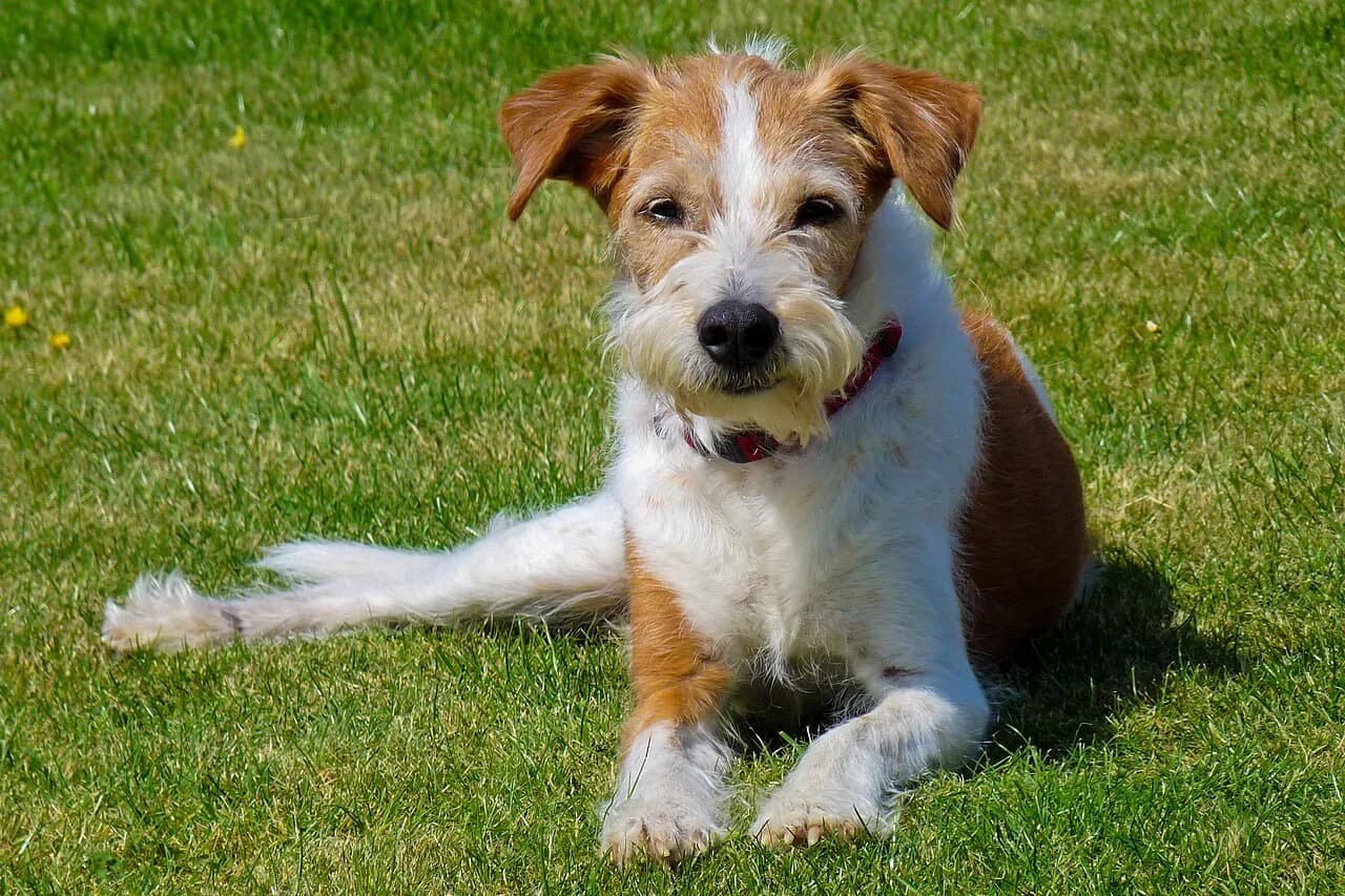 Kromfohrländer in a breed-specific portrait.