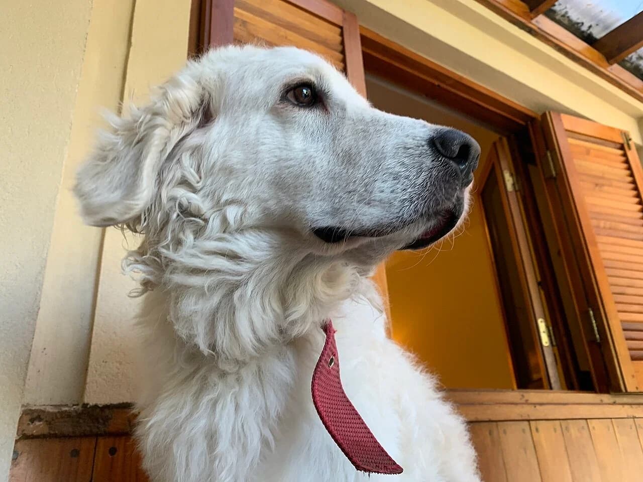 Kuvasz in a breed-specific portrait.