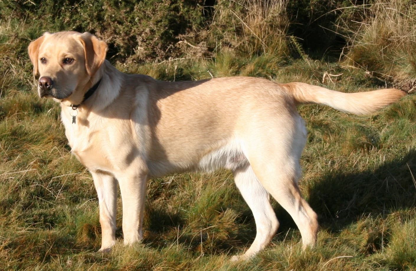 Yellow Labrador Retriever standing on grass, with a short coat and thick tail.