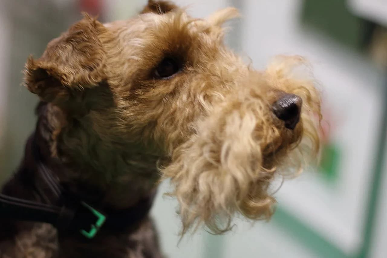 Lakeland Terrier in a breed-specific portrait.