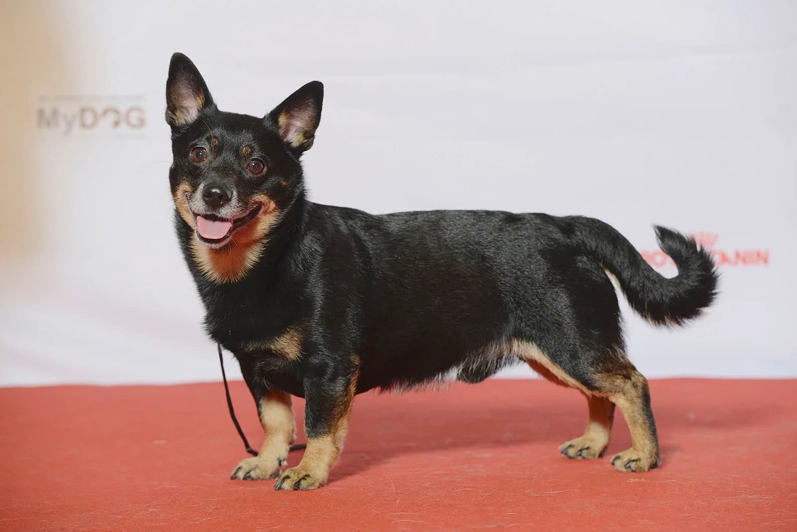 Black-and-tan Lancashire Heeler standing at a dog show and looking toward the camera.
