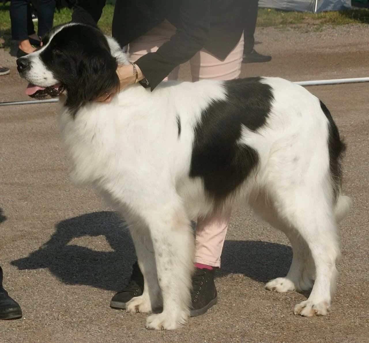 A black and white Landseer of European Continental Type standing at a breed show.