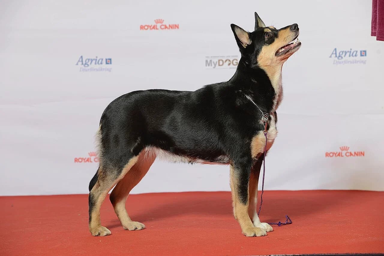 Lapponian Herder in a breed-specific portrait.