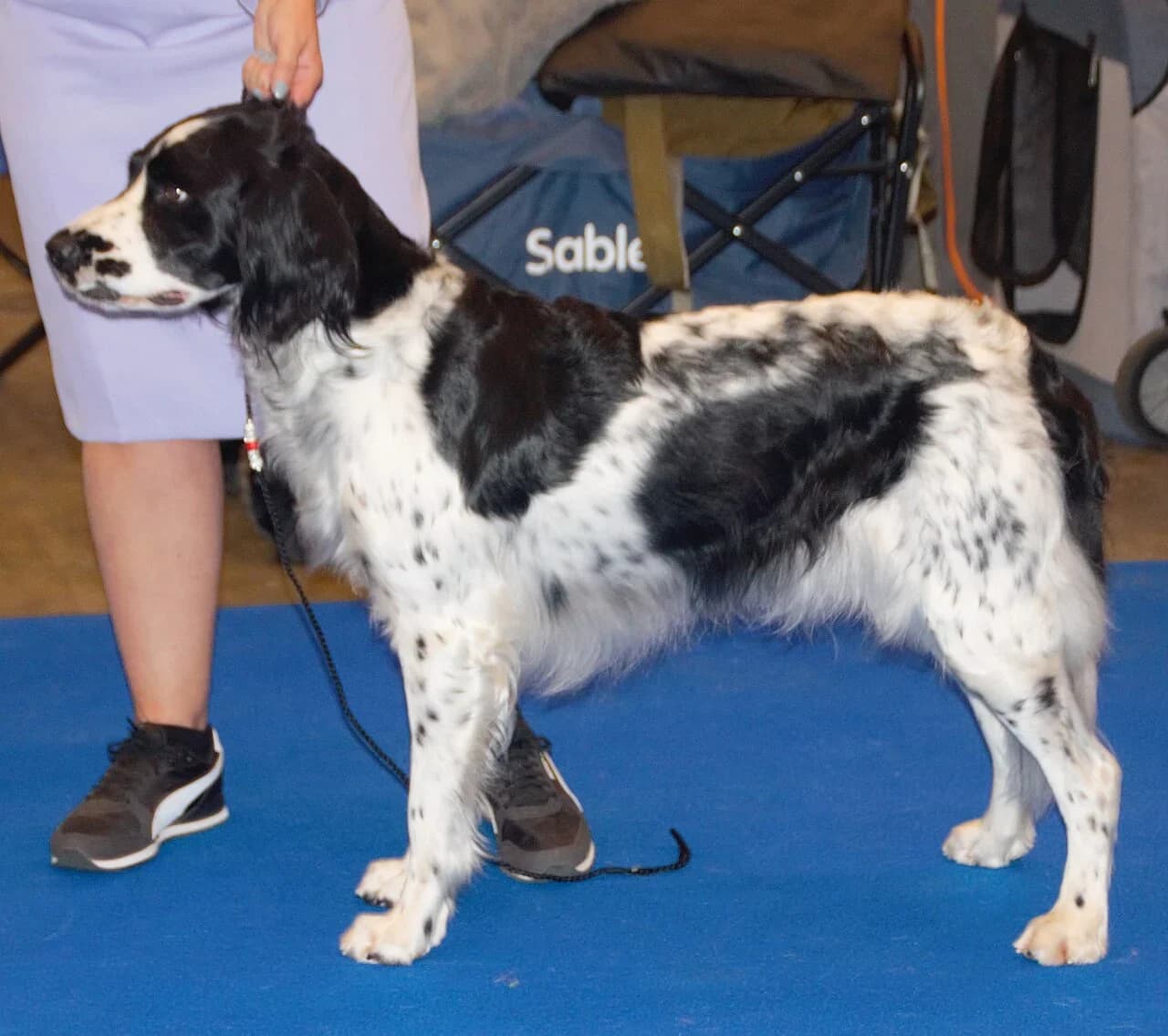 Large Munsterlander in a breed-specific portrait.