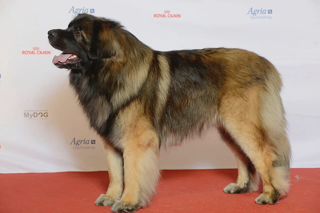 Leonberger in a breed-specific portrait.