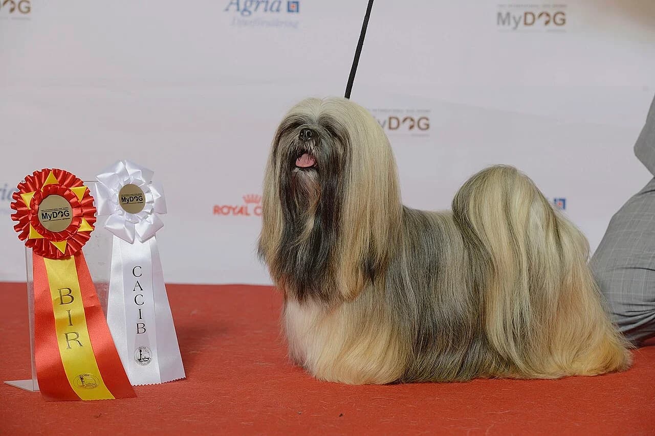 Lhasa Apso in a breed-specific portrait.