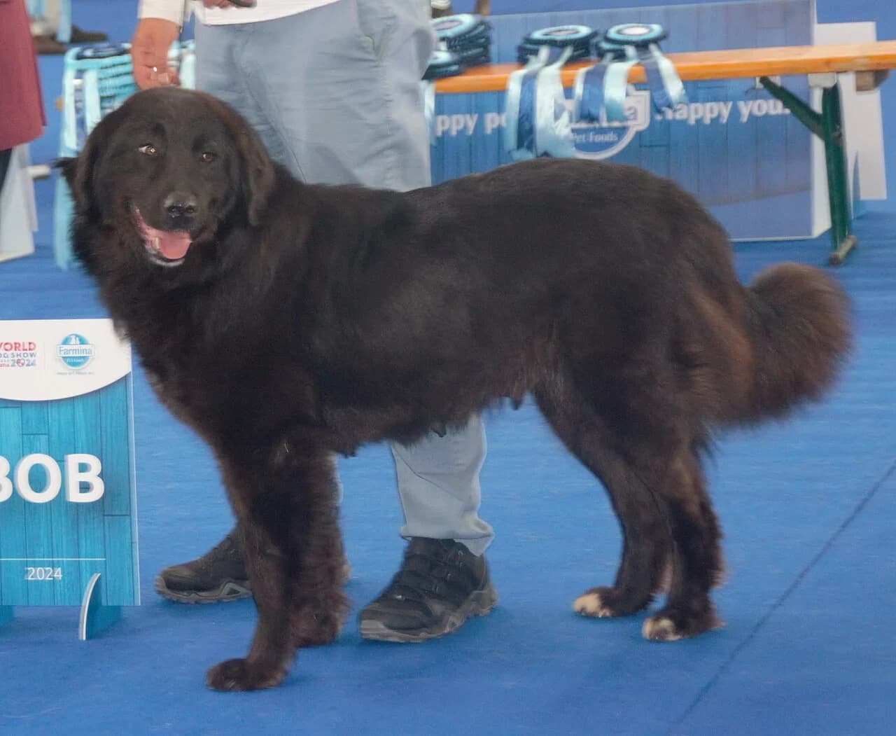 A Macedonian Karaman with a dark long coat looking toward the camera at a breed show.