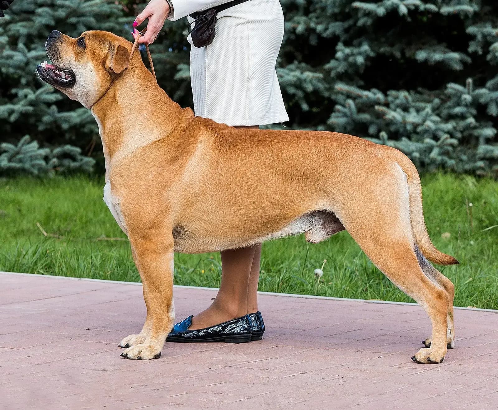 Fawn Majorca Mastiff standing in profile outdoors at a dog show.