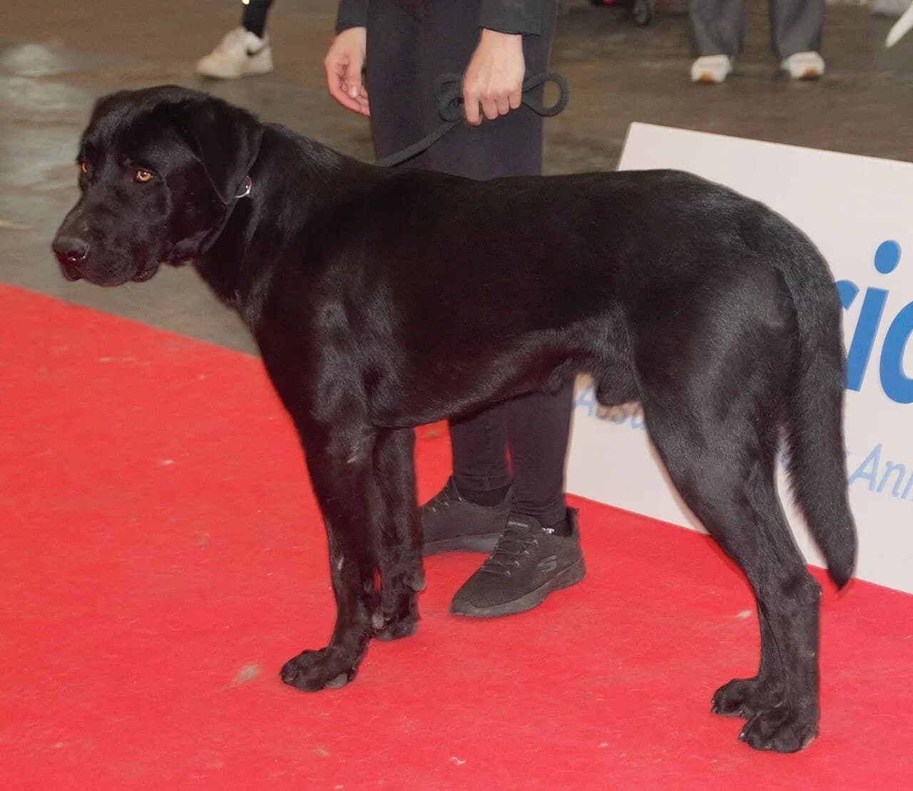 Majorca Shepherd Dog in a breed-specific portrait.