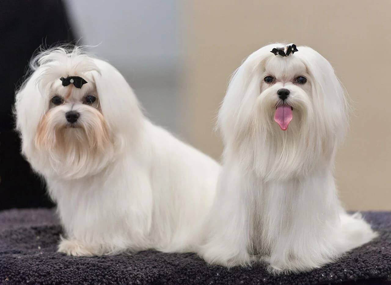 Maltese in a breed-specific portrait.