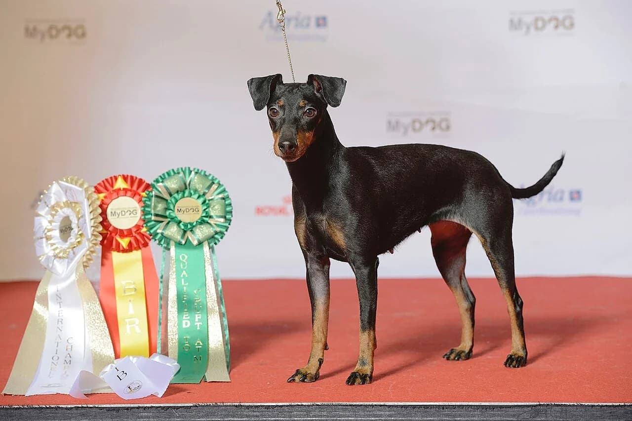 Manchester Terrier in a breed-specific portrait.