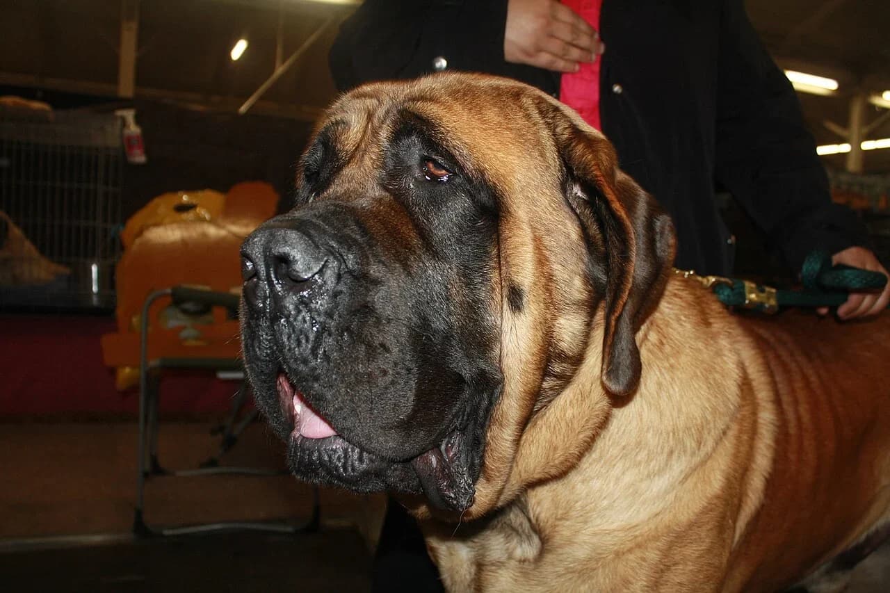 An English Mastiff with a broad black-masked head at a dog show.
